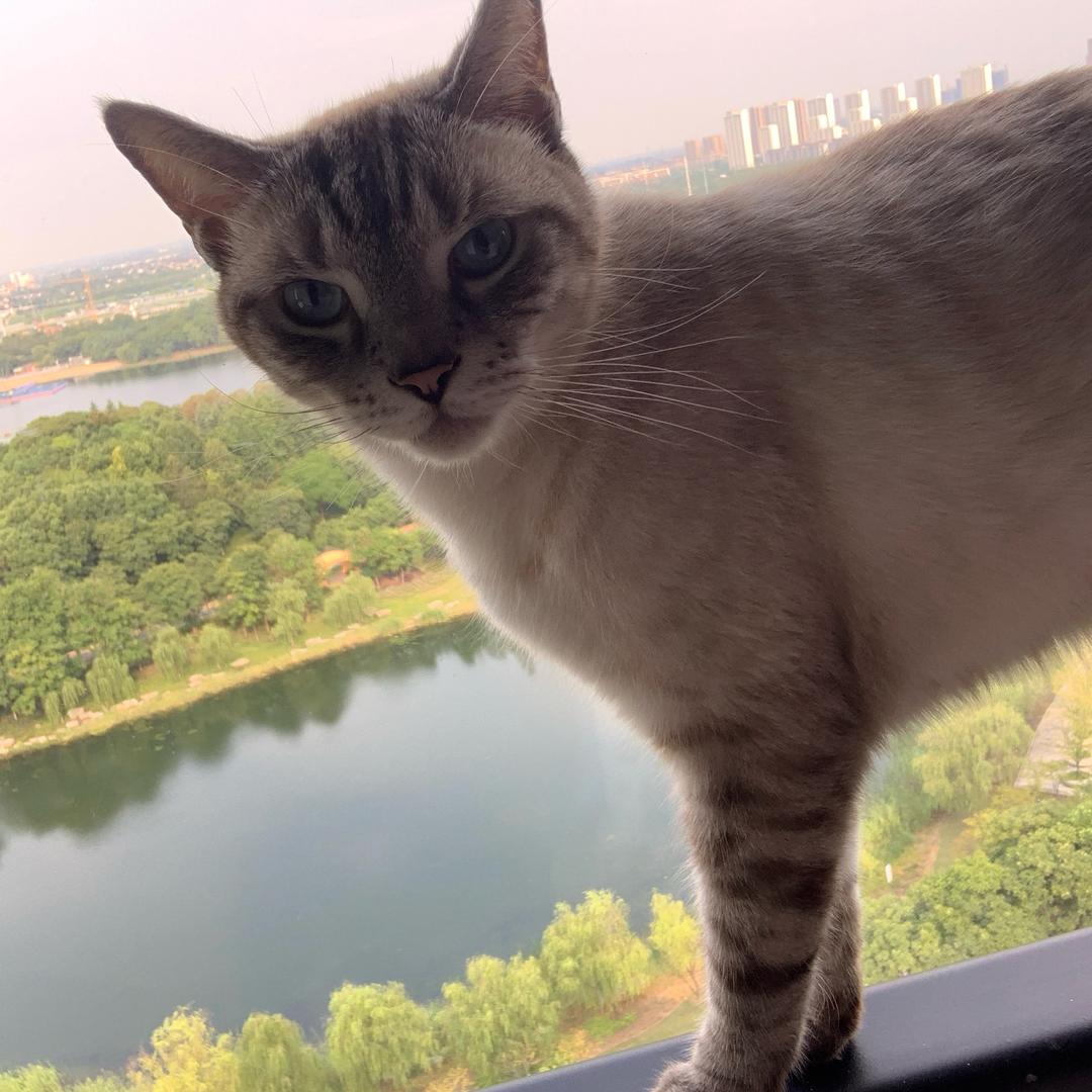 爱吃虾的猫
