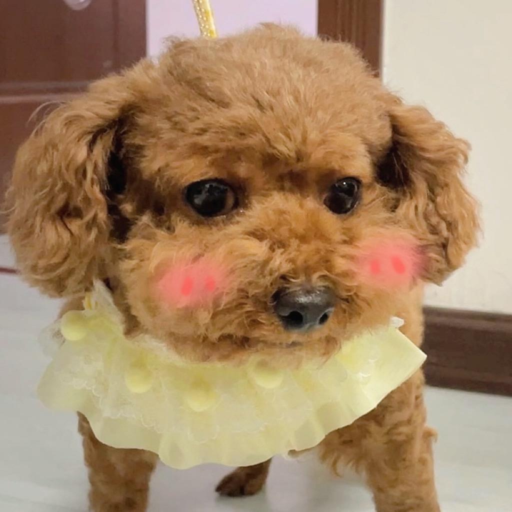 是多多yo