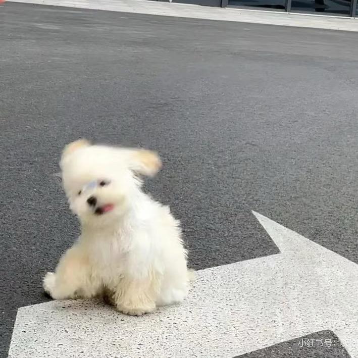 魔法打败奥特曼