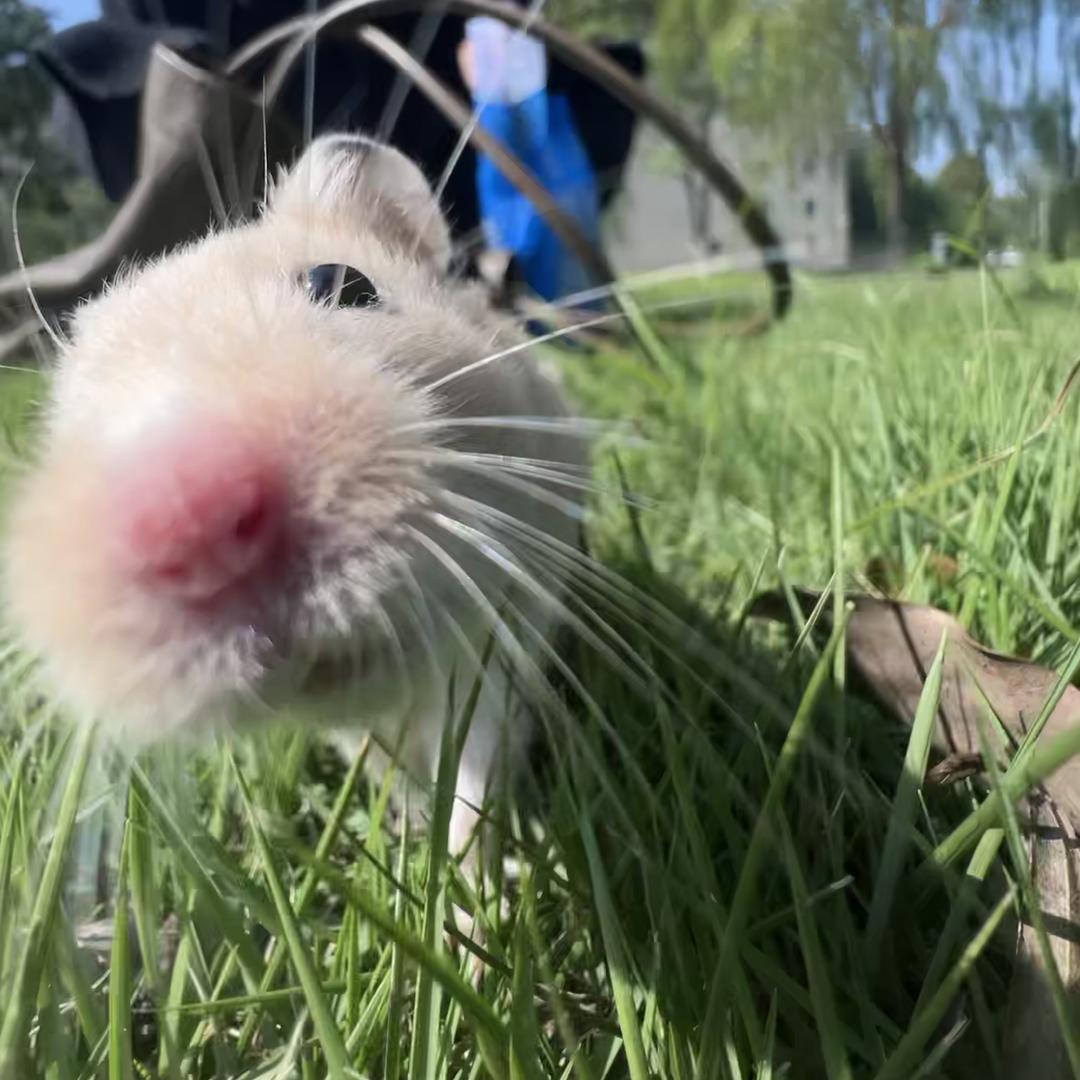 美国金丝熊．（回归版）