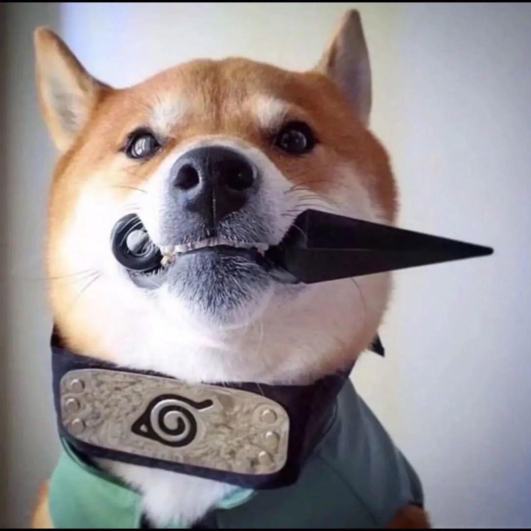 郭胖胖(lolm)