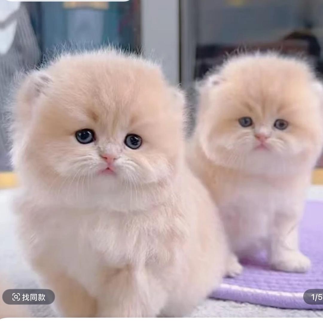 盛世奢宠{高端}繁育级宠猫