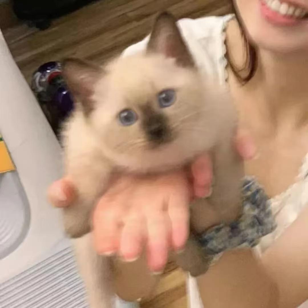 又困了