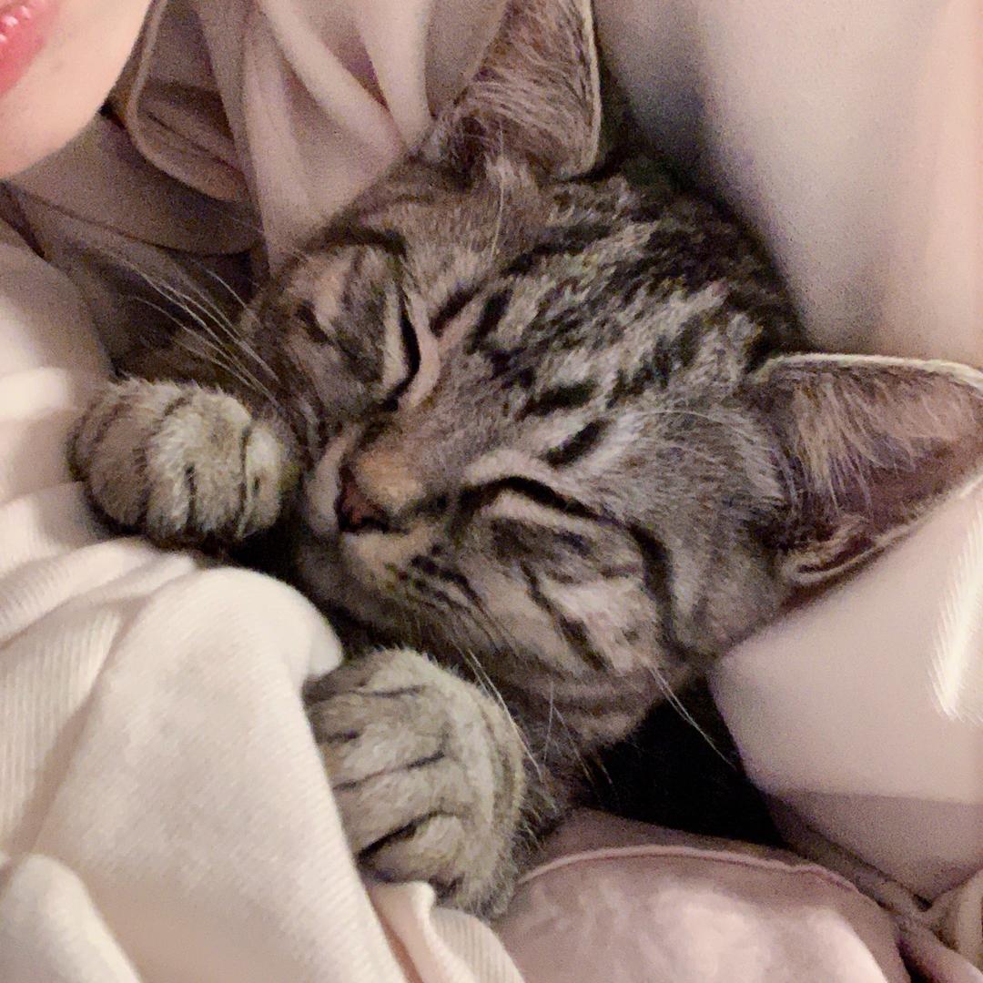 进宝是只猫