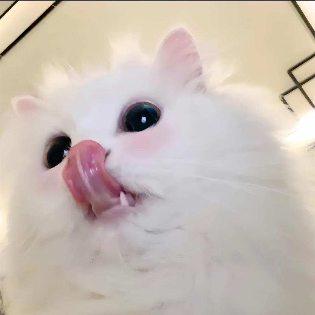 yaoyao՞