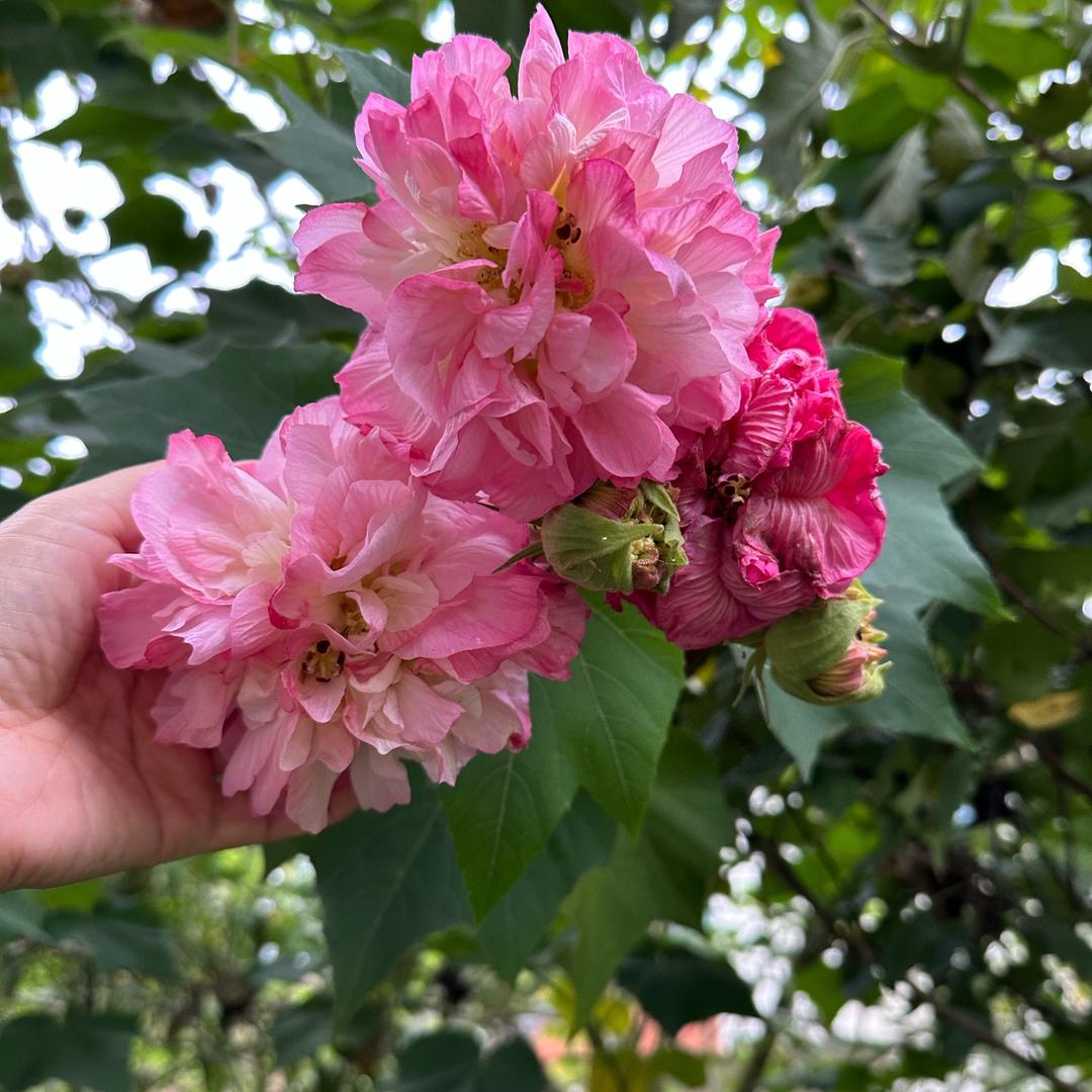 阑芷田
