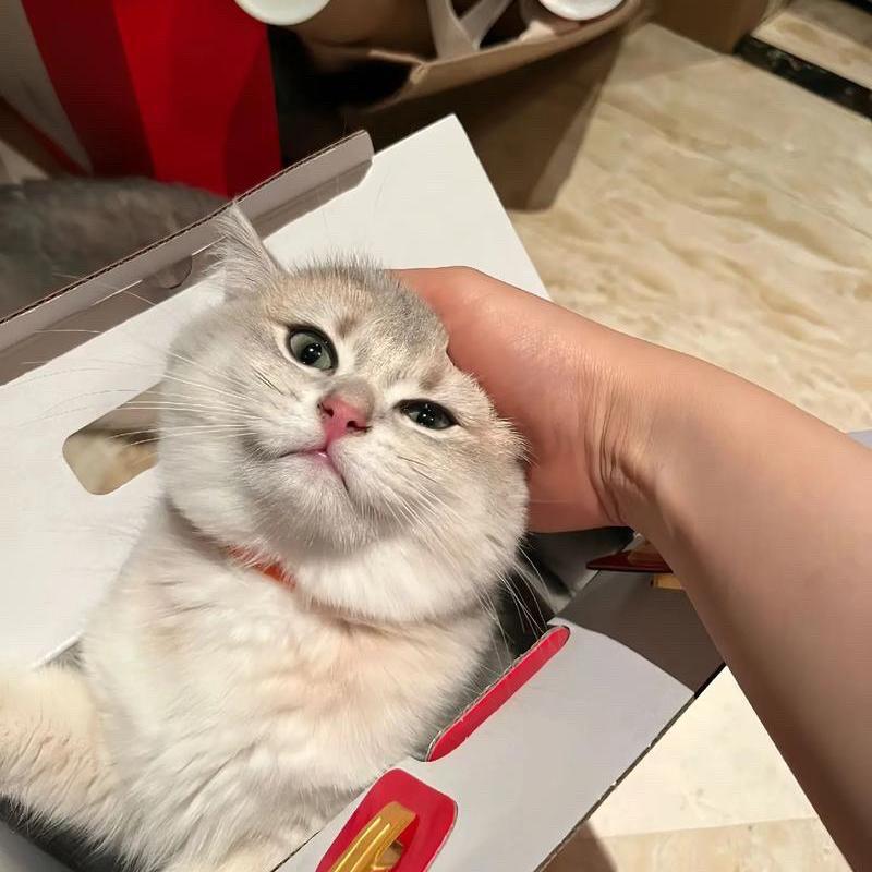 汤妮精品猫舍