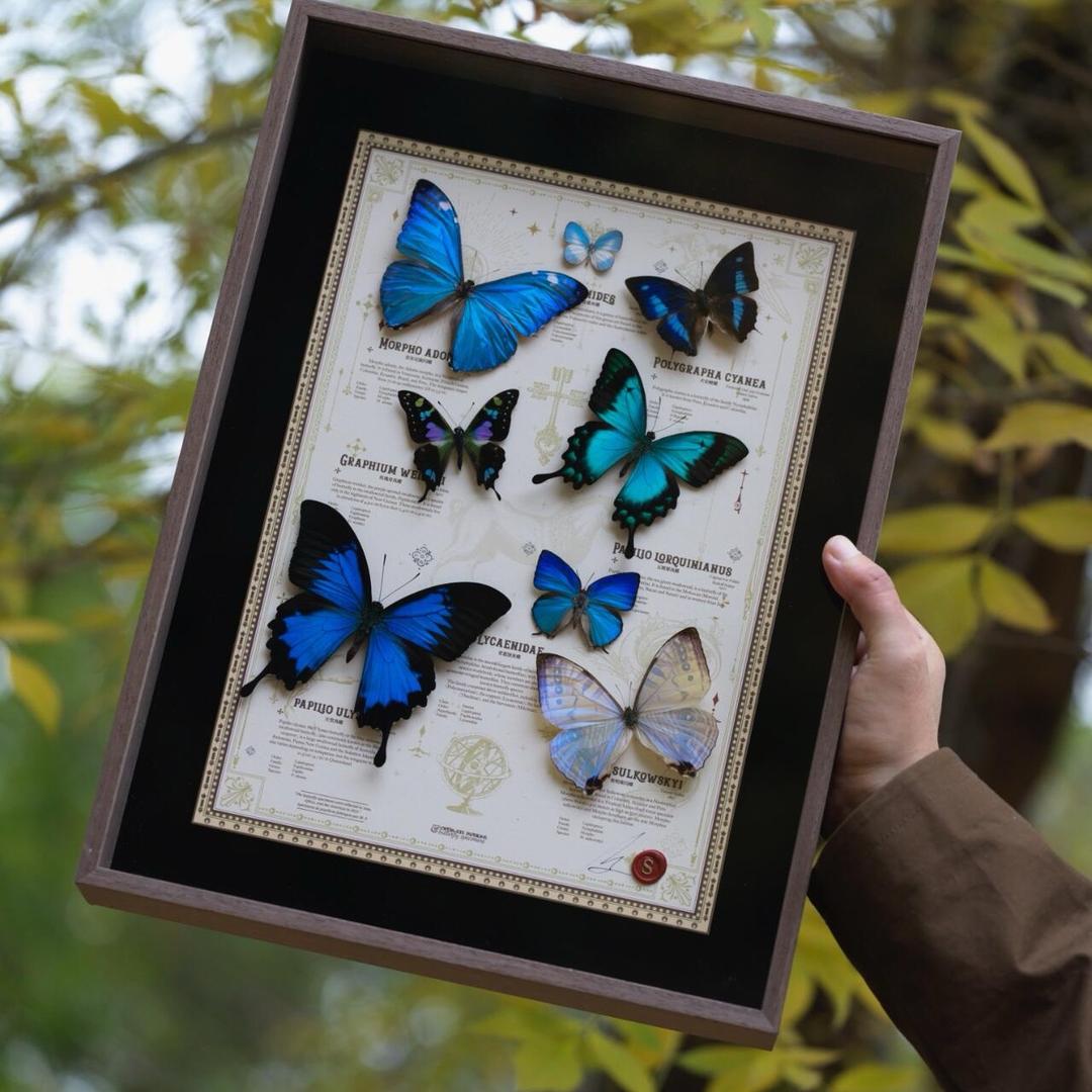 浮生寂蝴蝶标本