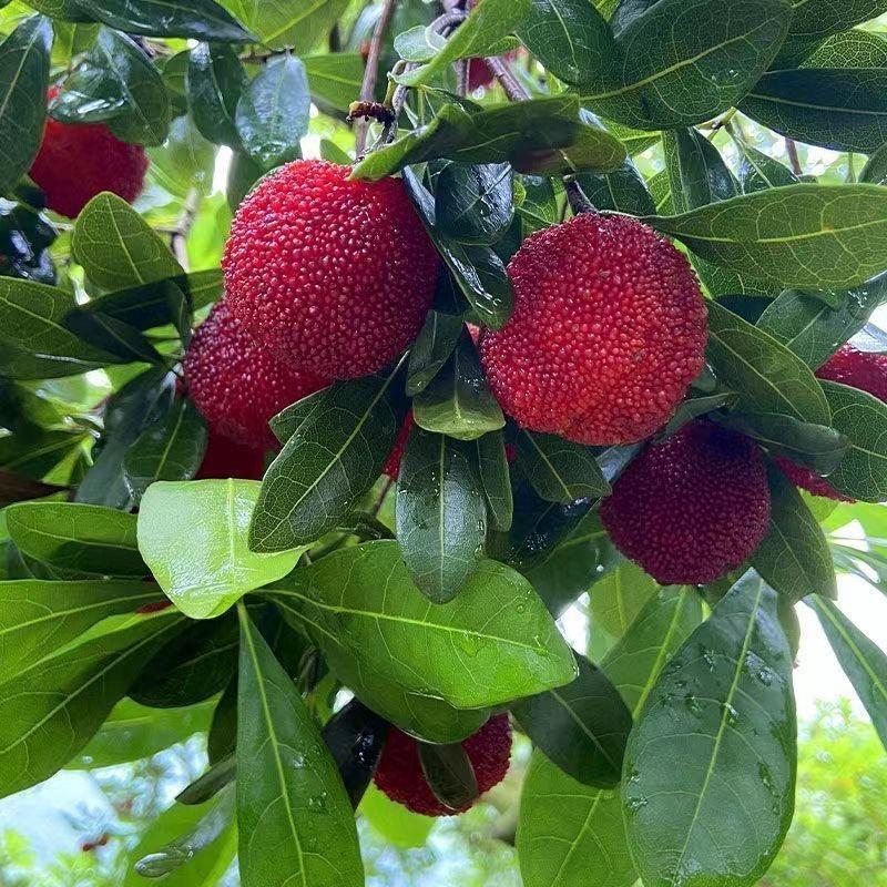 晶姐的果苗店铺