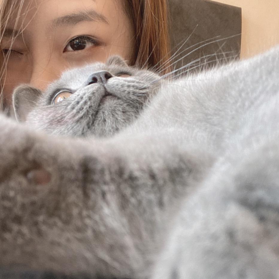 Cool盖（6只🐱版）