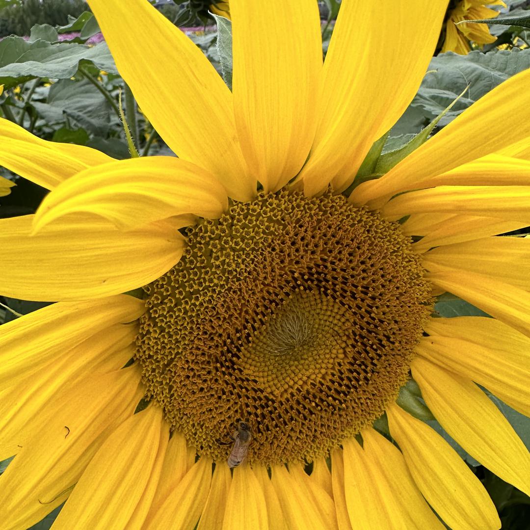 聚食汇生鲜优品
