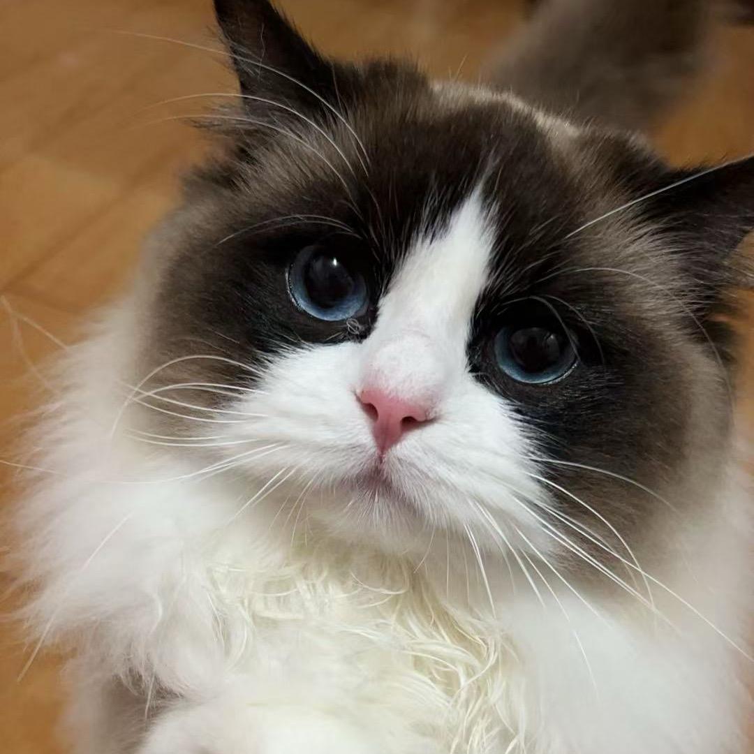 菱宇