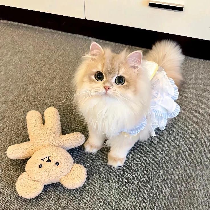 小鱼儿