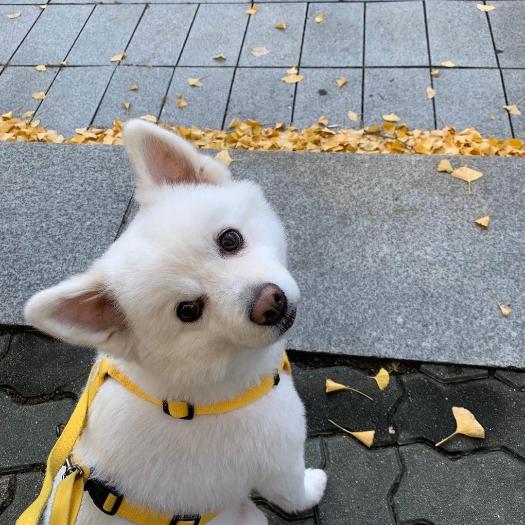 小e