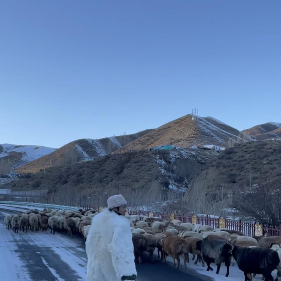 啄木鳥羊毛专卖店