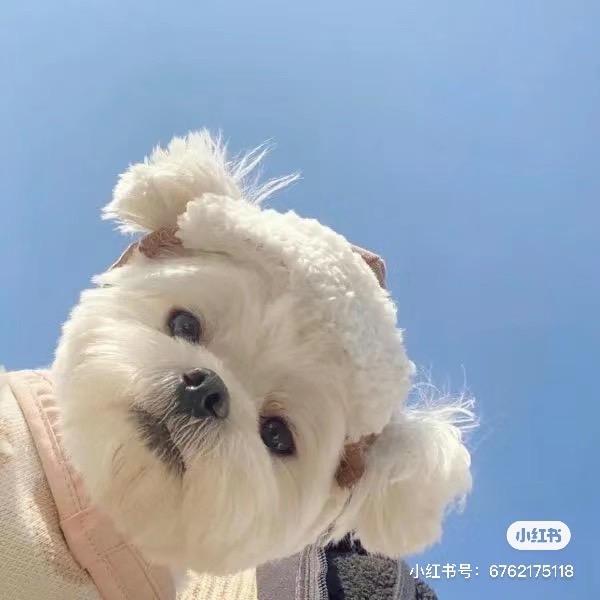 禾薇🌾