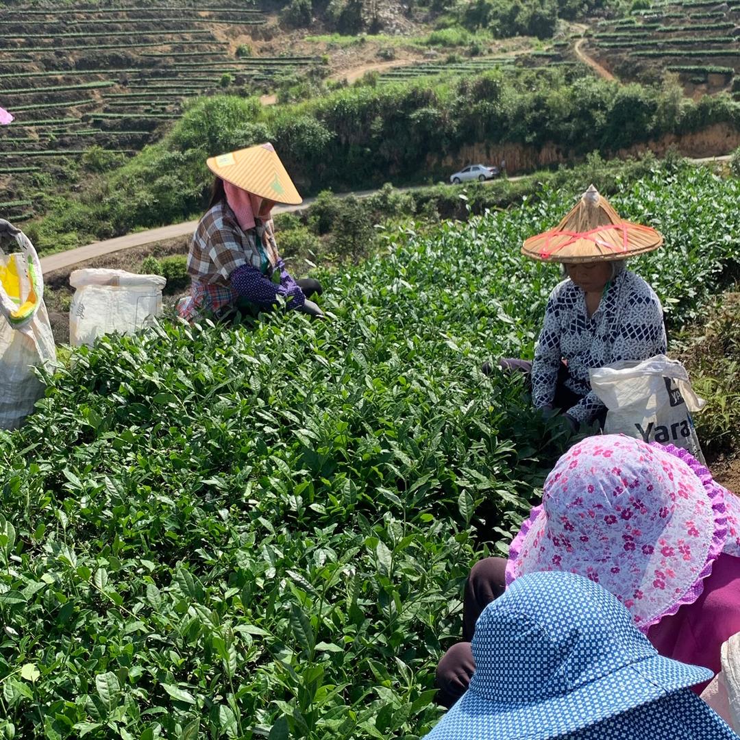 刺桐岩茶行