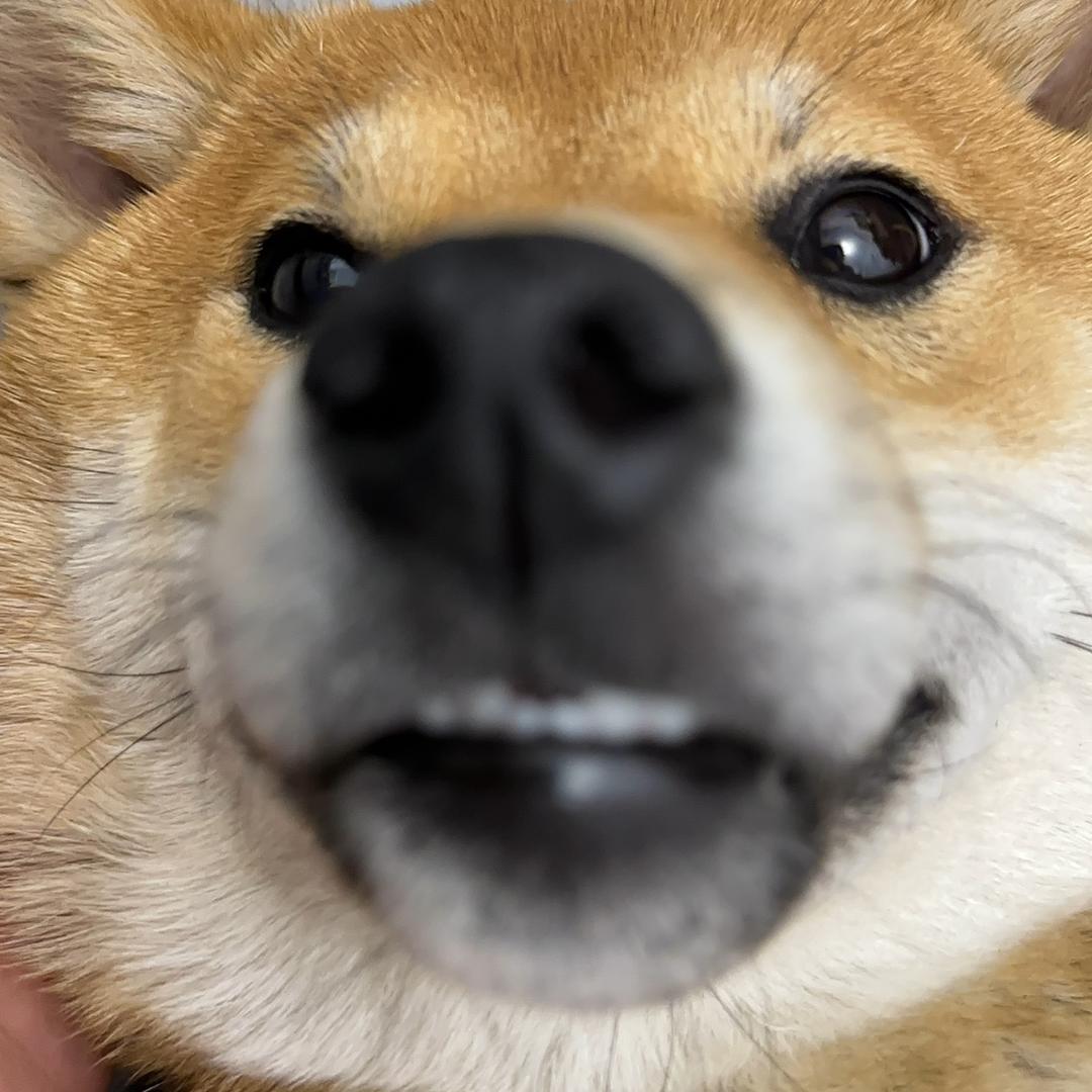 爱吃蛋黄的蛋黄🐣