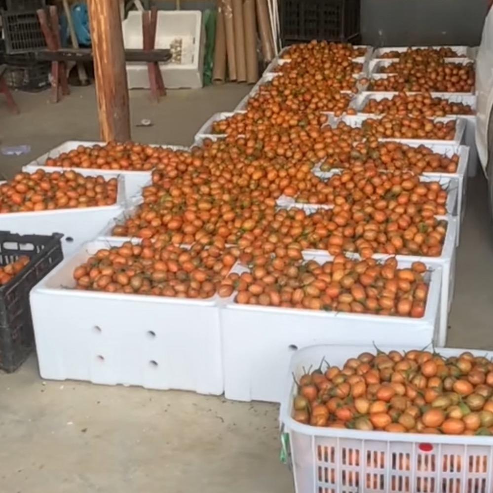 专业种植树番茄。主播的给主播点个关注。