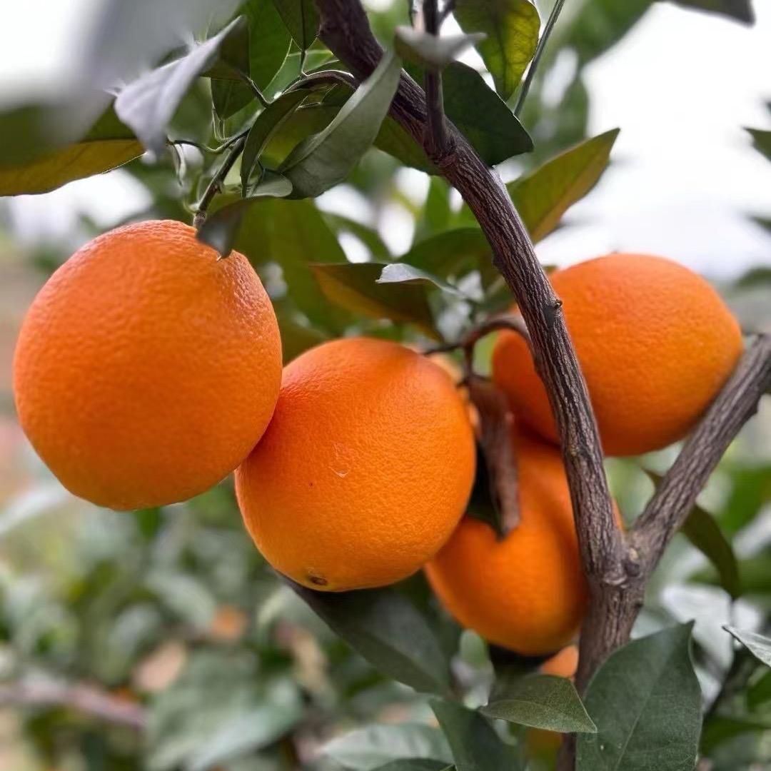 赣南脐橙大果园