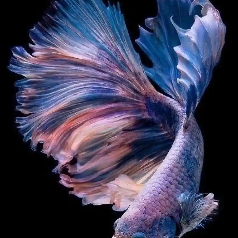 萌卡水族馆