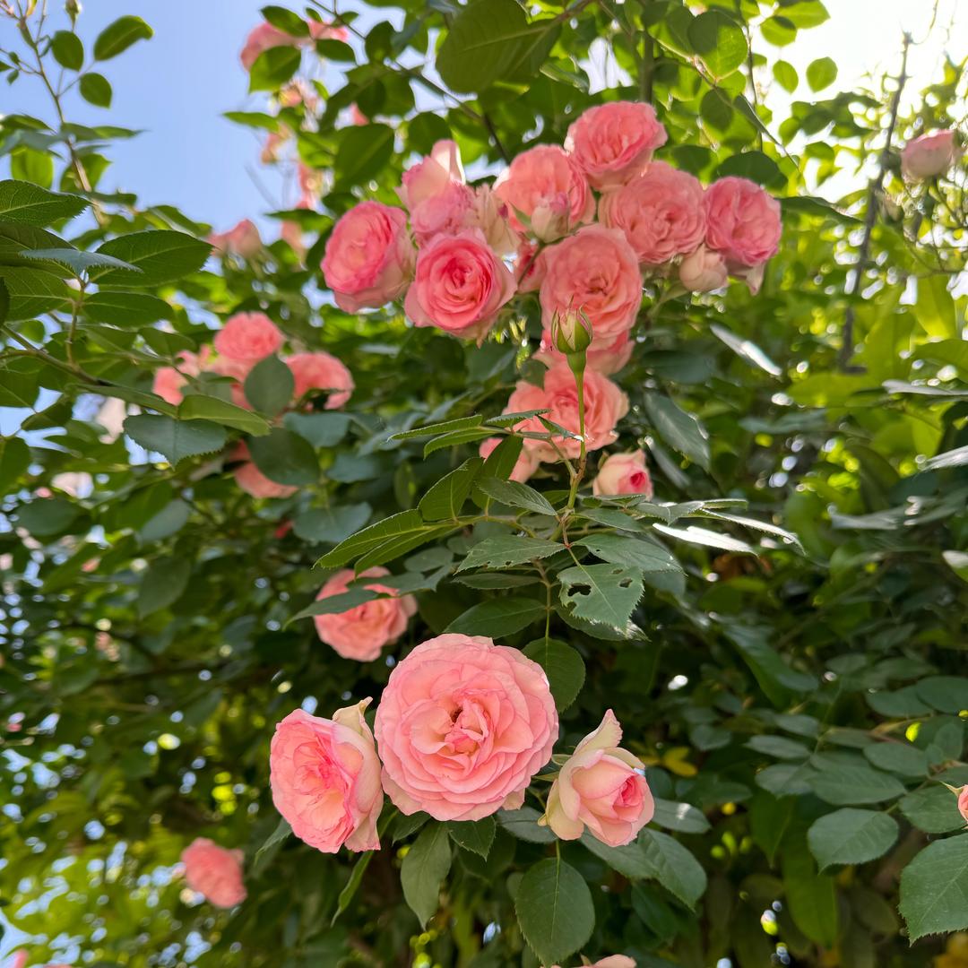🥀এ᭄富士山下🦋ഒᩚ࿐