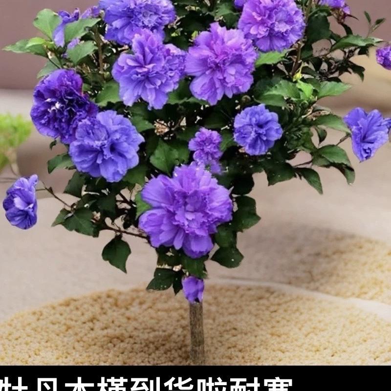 青娟花卉（每日直播）