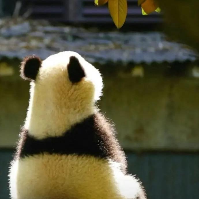 阿喵～