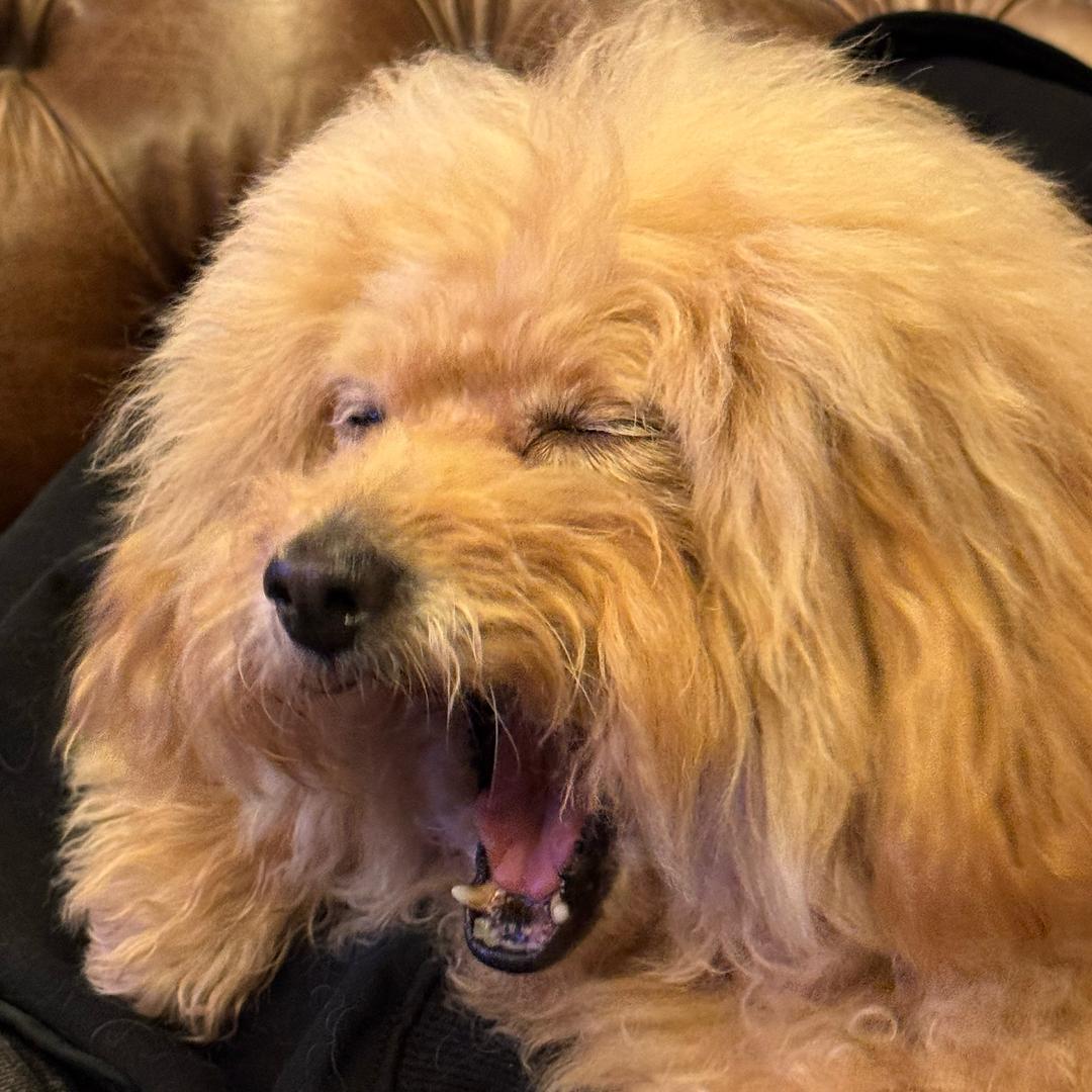 被窝探险家.🧸