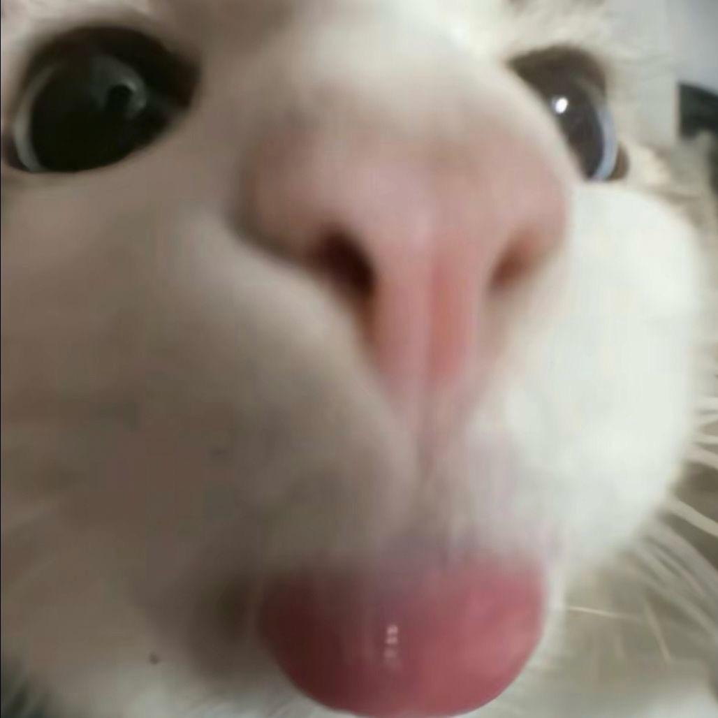 旺仔小羊₊⁺