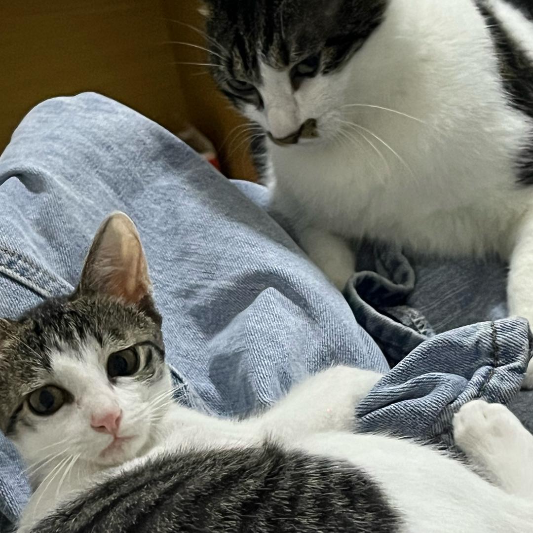 爱吃照烧鸡腿饭