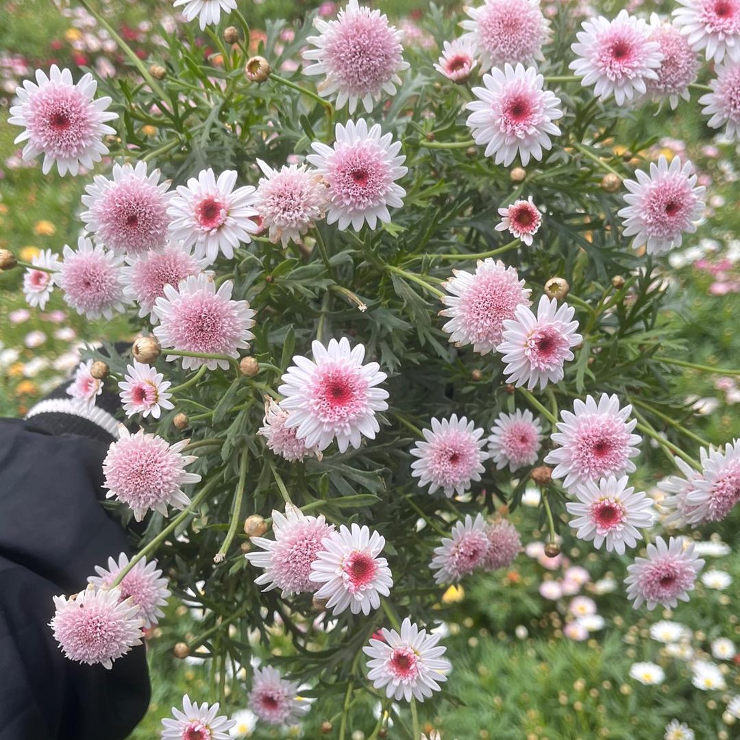 慧慧爱养花