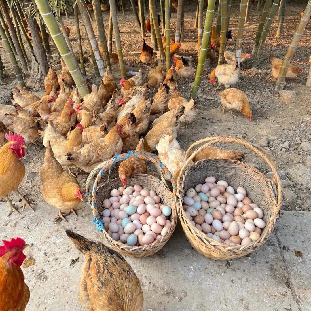 AAA土鸡蛋批发沙姐