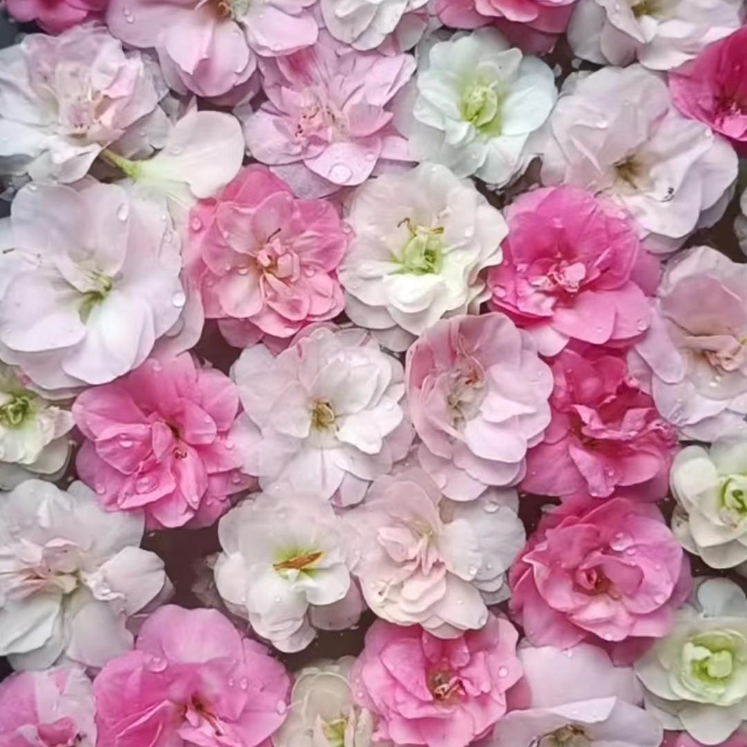 娜娜花木场