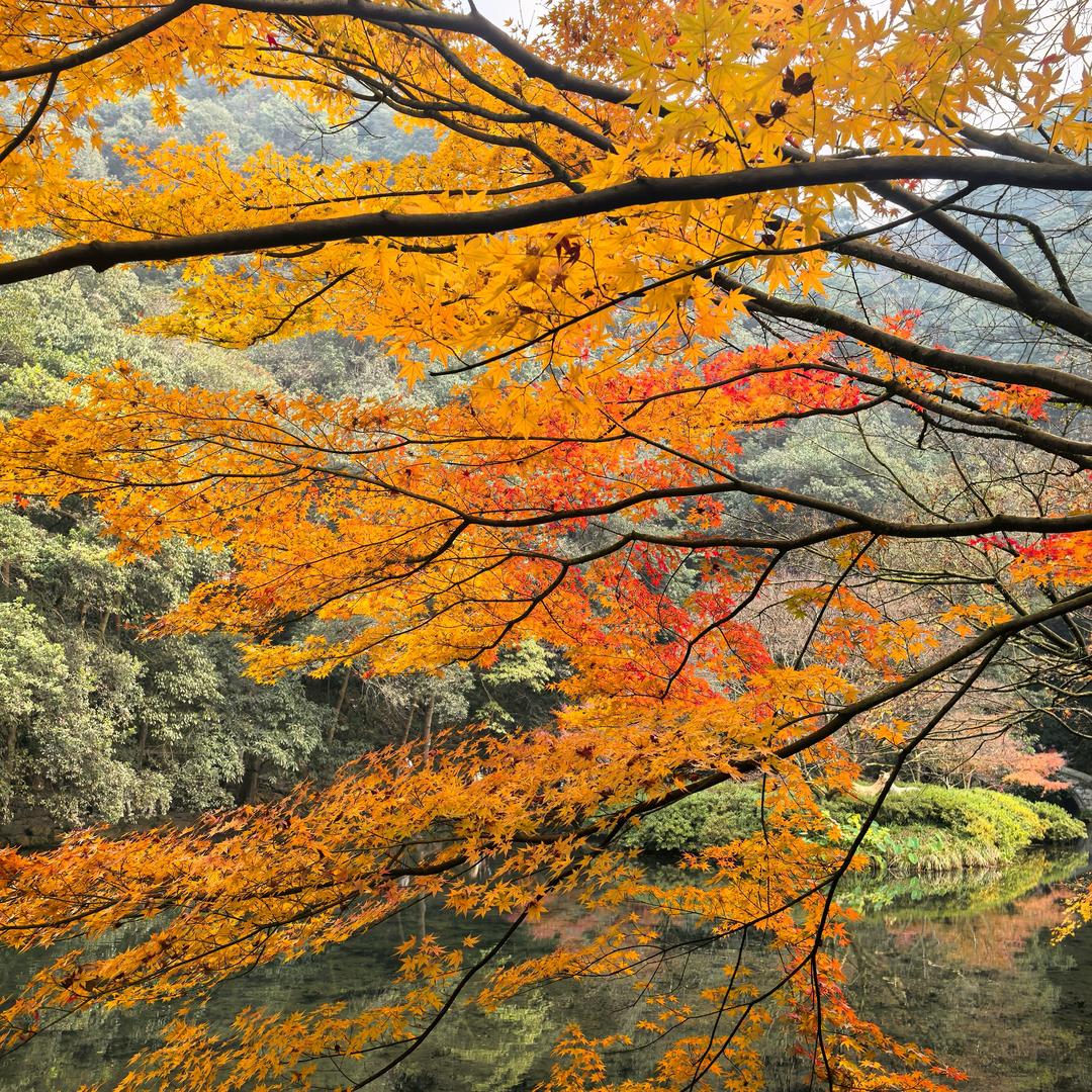 牛牛33