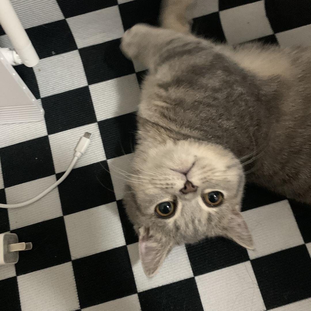 球球是只猫～