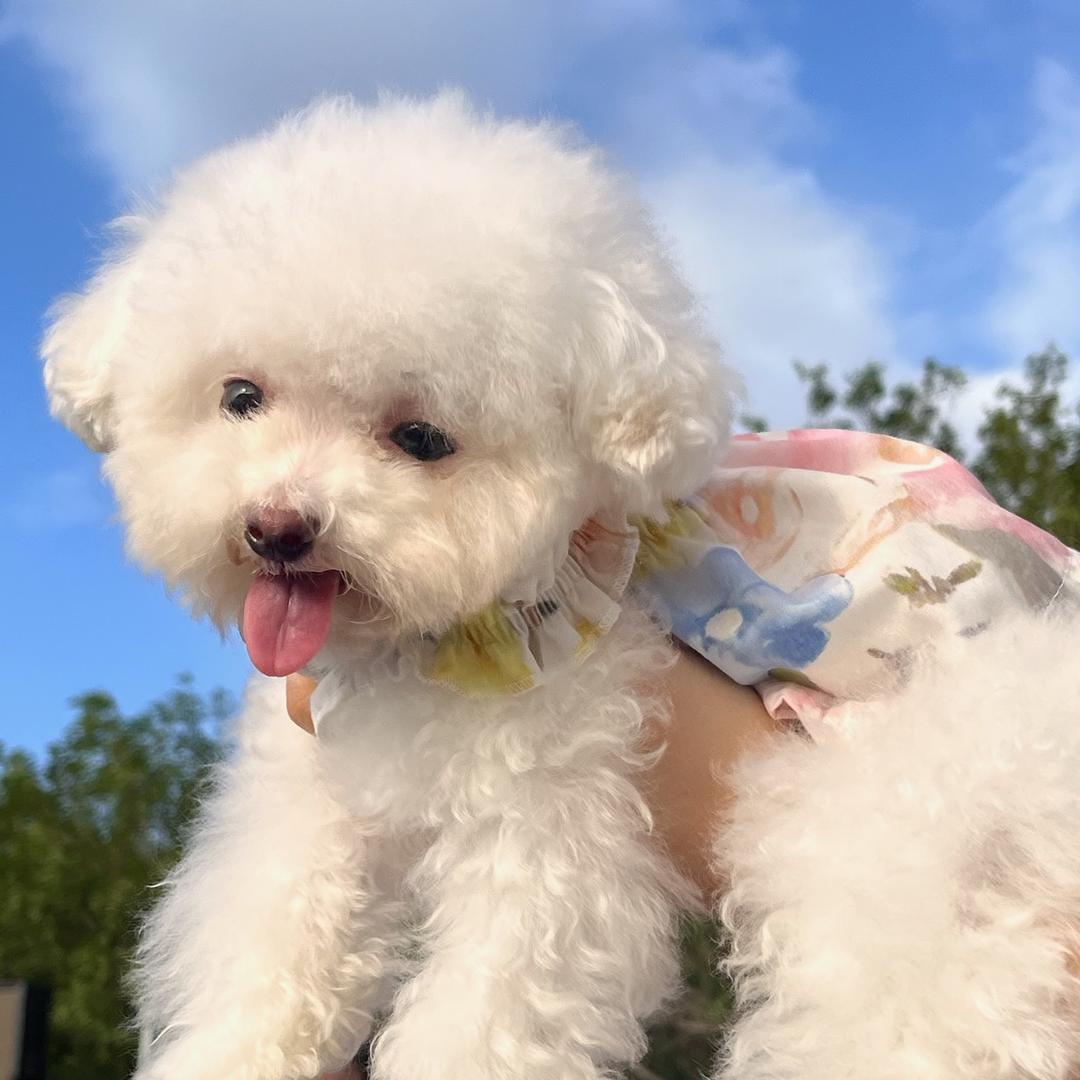 派迪诺品牌专场x哈巴汪