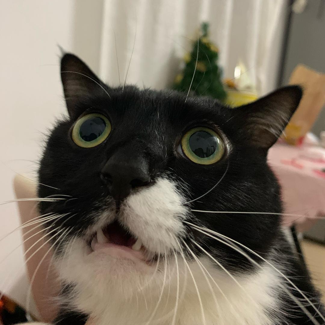 闹闹家的崽崽们