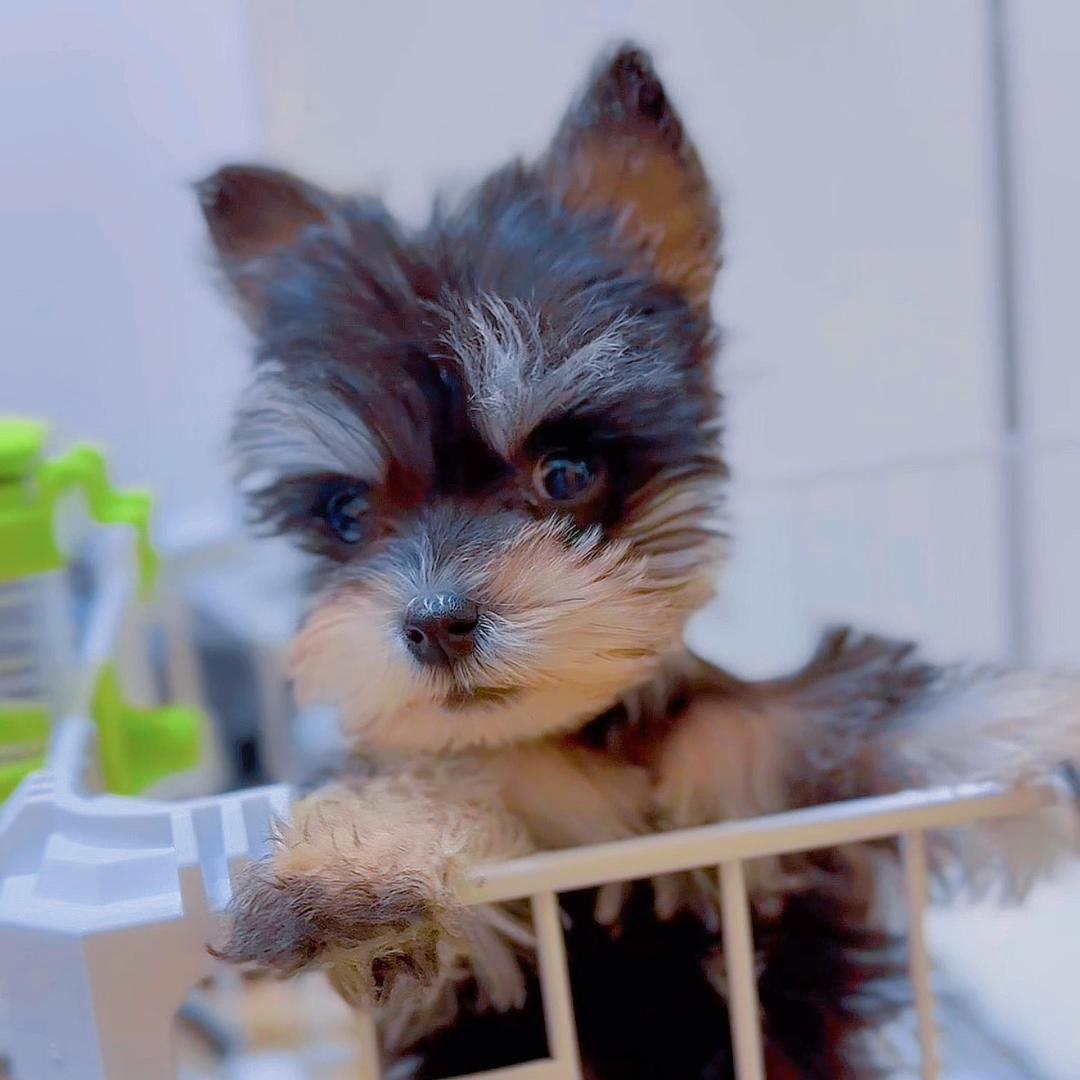 hi！小狗🐶