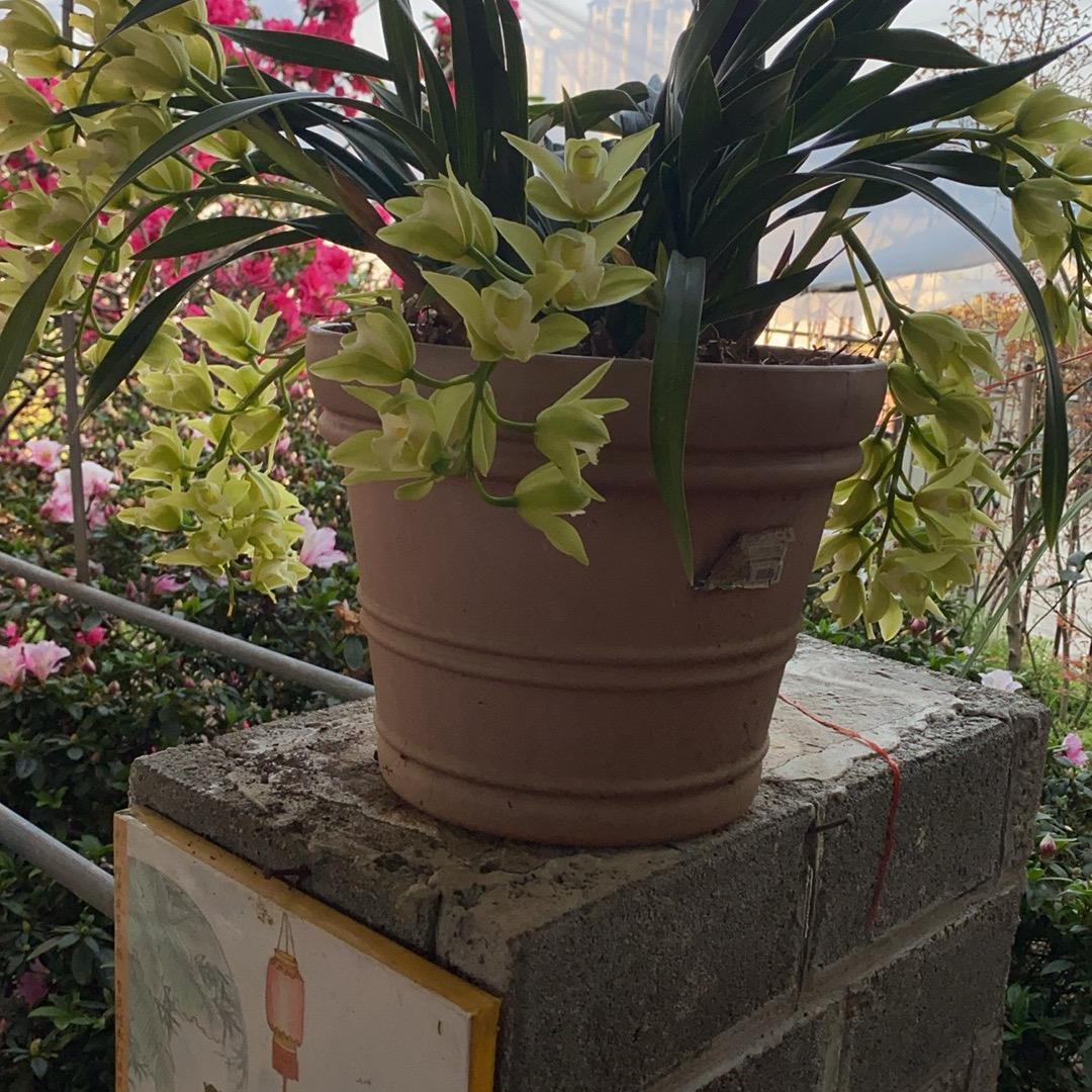 二哥