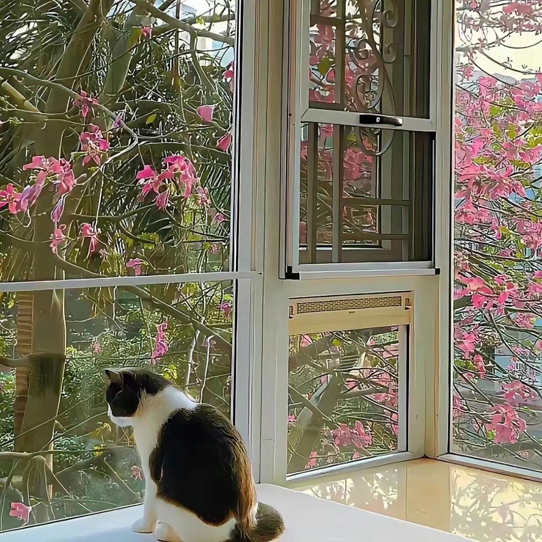 @柯柯