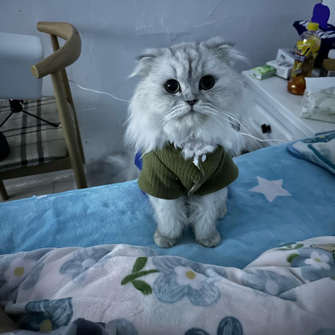 赵财猫🐱