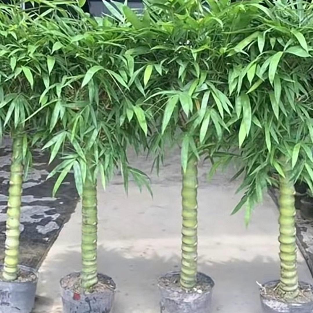 紫荆佛肚竹盆景竹园