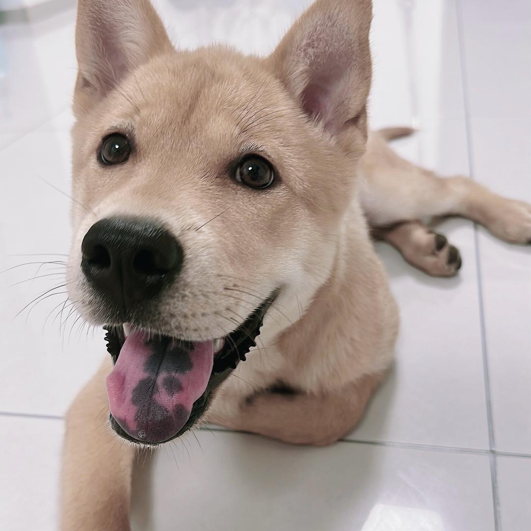 傻狗的蠢狗