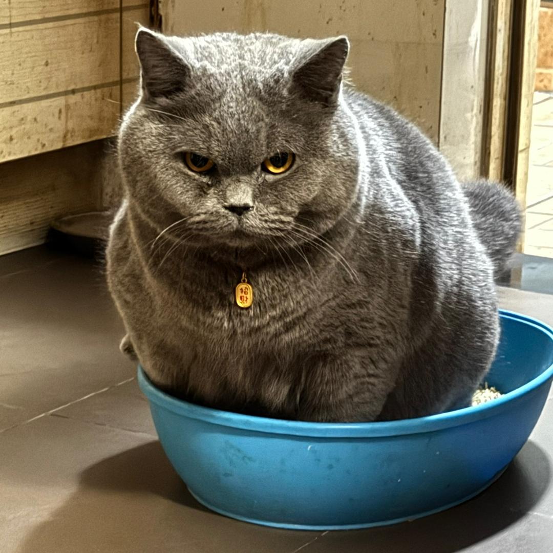 包包是只蓝猫🐱