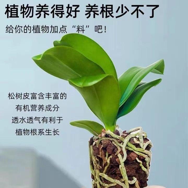 花拾间兰艺