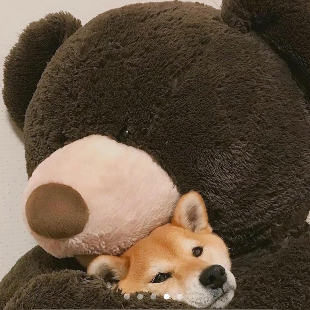 好好好🐶K