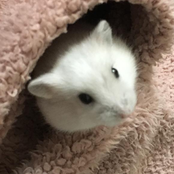 迷途YJP