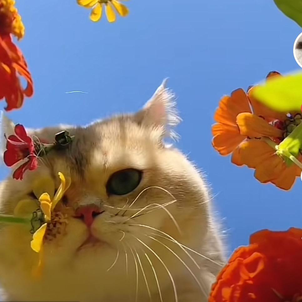 汤小猫🐱