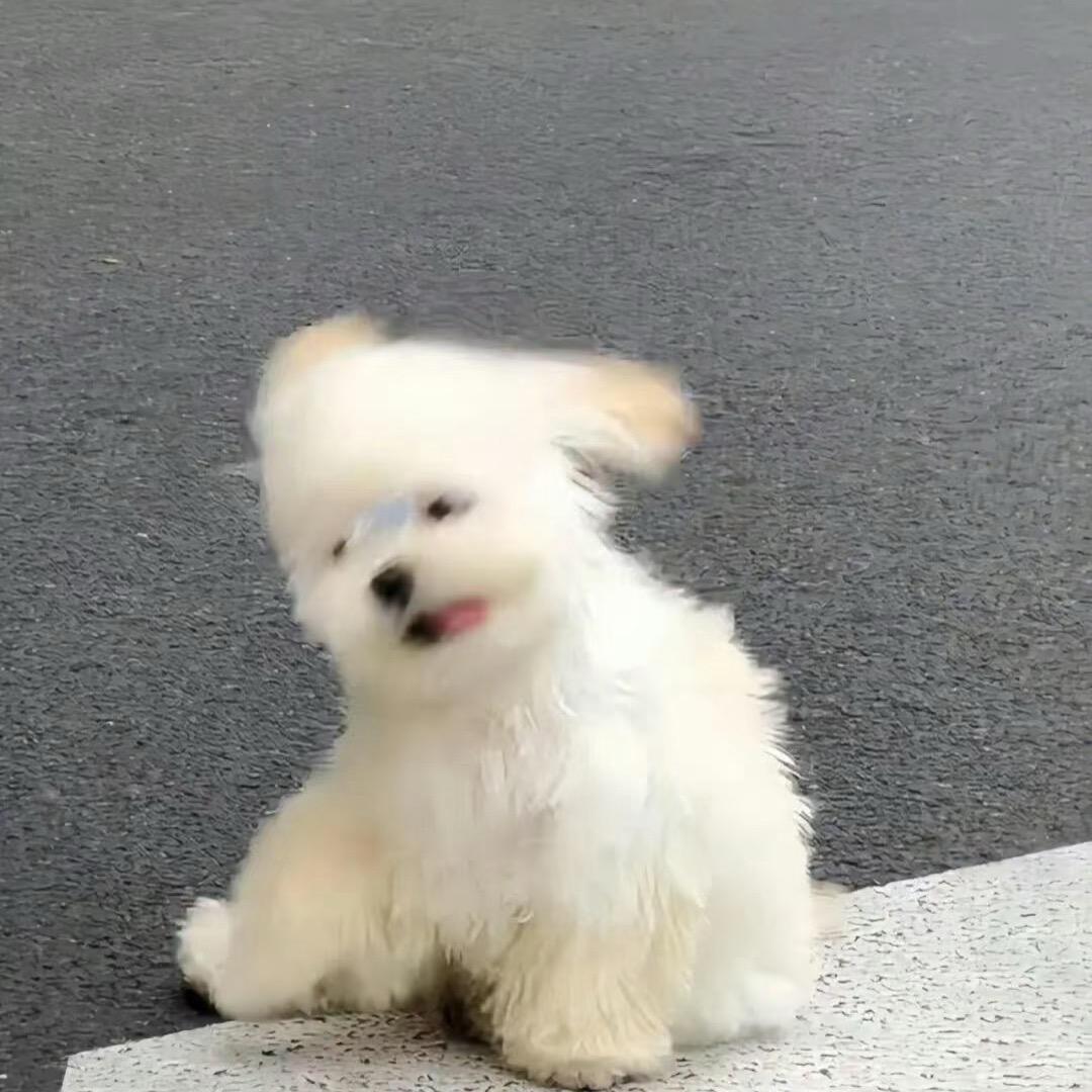 筱月